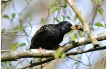 Szpak zwyczajny (Sturnus vulgaris