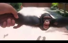 Małpia karuzela