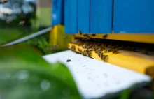 W Tunezji „inteligentne ule” ratują pszczoły i poprawiają produkcję miodu