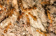 Plaga szalonych mrówek plujących kwasem. Mogą zagrozić ludziom