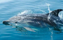Czarnomorskie delfiny masowo giną z powodu działań wojennych rosyjskiej armii.