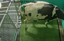 Niemcy wyszkolili krowy do korzystania z toalety