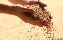 Turcja otrzyma 25 proc. zniżki na zakup ukraińskich produktów rolnych