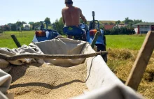 Rolnikom bardziej opłaca się palić zbożem niż węglem.