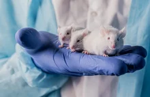 Naukowcy The Sinclair Lab odmłodzili organizm myszy.„To efekt Benjamina Buttona”
