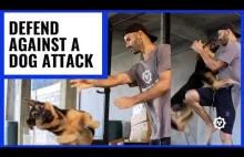 Jak obronić się przed atakiem psa?