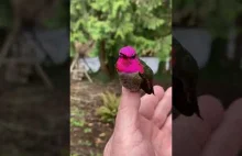 Koliber popisuje się zminą koloru