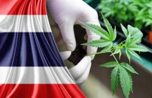 Tajlandia: Uznano, że marihuana to nie narkotyk. Można ją hodować w domu