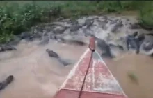 Pływanie łodzią po rzece z krokodylami