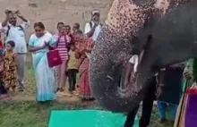 Impreza urodzinowa słonia w Indiach