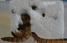 Znaleziono robaki, które jedzą plastik
