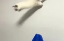 SpiderCat