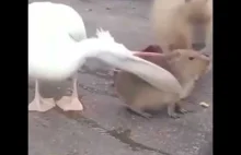 Pelikan próbuje zjeść kapibare