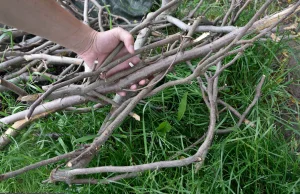 Szczyt dobrobytu w XXI w. pod rządami PiS: można sobie gałęzi w lesie nazbierać.