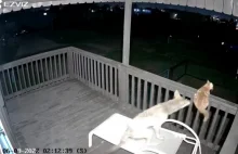 Kojot atakuje kota