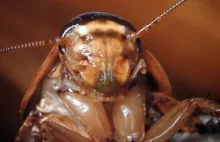 USA: firma chce płacić właścicielom domów za wpuszczenie 100 karaluchów...
