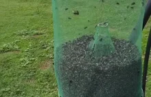 Jak szybko pozbyć się much