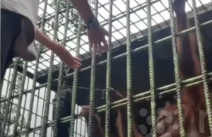 Refleks 19-letniego Indonezyjczyka vs szybkość i spryt orangutana.