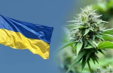 Ukraina zalegalizuje medyczną marihuanę - twierdzi Minister Zdrowia