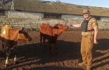Rosjanie ostrzelali gospodarstwo rolne. Ewakuowano ludzi i 120 krów
