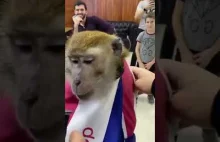 Strzyżenie małpy