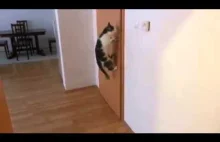 Kot otwiera 5 drzwi z rzędu
