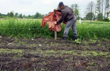 Kruki wyjadają kukurydzę. W ciągu godziny potrafią zniszczyć hektar uprawy