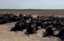 Zgon co najmniej dwóch tysięcy krów w Kansas