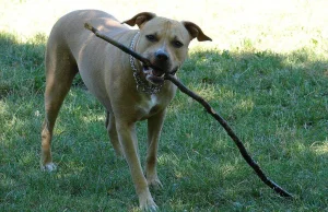 Dolny Śląsk: Amstaff zaatakował przechodniów, właścicielka była pijana