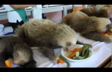 Czas na lunch dla leniwców!