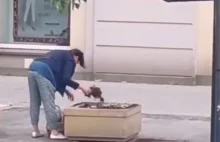 Bezczelna baba z Białegostoku kradnie miejskie sadzonki