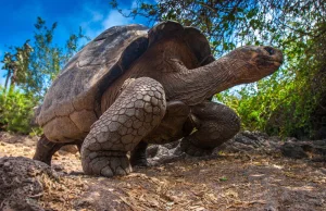 Uznany za wymarłego żółw z Galapagos odnalazł się żywy. Nie widziano go 100 lat