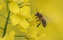 Miejskie pasieki są szkodliwe dla pszczół. Jak lepiej chronić dzikich zapylaczy