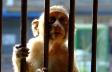 Tanzania: dziecko zmarło po tym, jak zostało porwane przez małpę