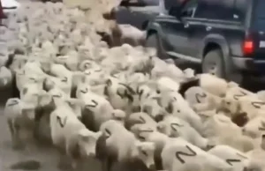 Stado Z-owiec w Dagestanie