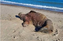 Na plaży w Łazach koło Mielna pojawił się mors