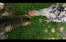 Agresywna kura atakuje kota