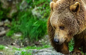 Niedźwiedź na placu zabaw przy przedszkolu w Bukowcu. Wójt: „dojdzie do...