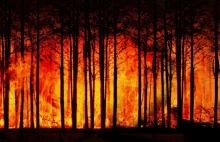 Olbrzymi pożar w Bielawie Dolnej. Płonący las gasi sześć samolotów