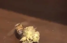 Pszczoła tańczy breaka na haju