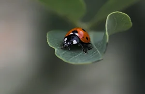 Każda torebka herbaty zawiera ślady od 200 do 400 różnych gatunków owadów.