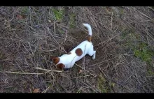 Jack Russell Terrier VS rat