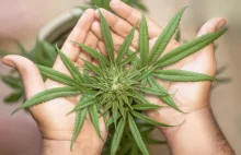 ONZ: legalizacja marihuany zwiększyła jej spożycie [RAPORT]