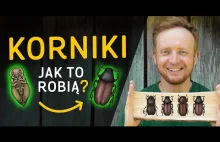 Korniki - Co robią? W jaki sposób? - #HorzelaOpowiada