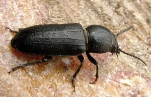 Kłopotek czarny - duży czarny denerwujący chrząszcz