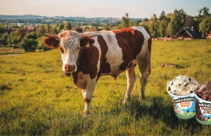 Krowy mleczne na diecie z wodorostów? Wszystko po to, by emitowały mniej metanu