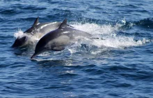 Wojna zabija delfiny na Morzu Czarnym. Padło już ok. trzech tysięcy