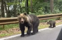 Niedźwiedzica z młodym na spacerze w pobliżu Kocierza. Leśnicy: "Warto być...