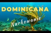 Dominikana - nurkowanie na wraku San George w Bayahibe i w Las Terrenas