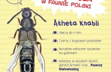 Odkrycie nowego dla Polski gatunku chrząszcza w Puszczy Białowieskiej